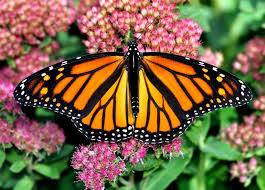 Conferenze – La forza delle farfalle: lepidotteri e biodiversità