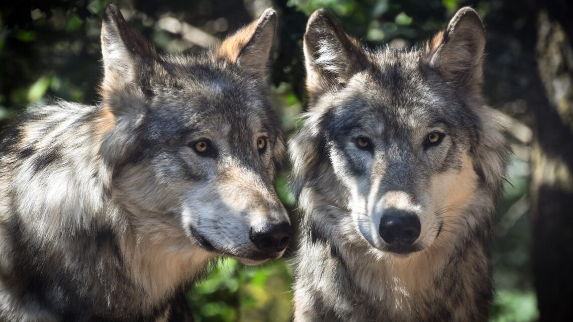 Il ritorno del lupo in pianura: buone pratiche per la coesistenza