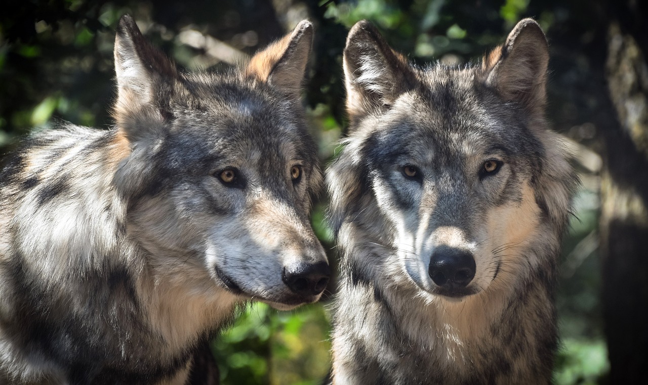 Il ritorno del lupo in pianura: buone pratiche per la coesistenza